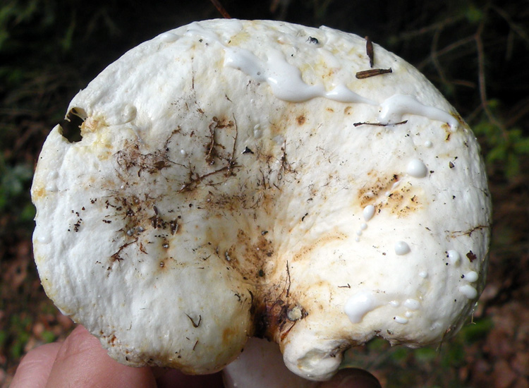 Due Lactarius biancastri